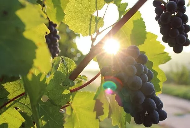 Мощная подкормка винограда перед цветением: ваш секрет крупных гроздей (рецепт!)