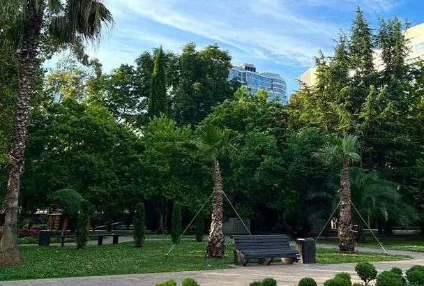 Более 800 деревьев и около 180 пальм дополнительно высадят в Сочи