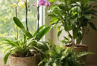 Чем подкормить комнатные цветы без химии: 5 натуральных средств из дома