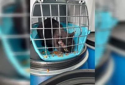 Застрявший в порту Новороссийска «нелегал» Бурак из Турции стал самым обсуждаемым котом в СМИ