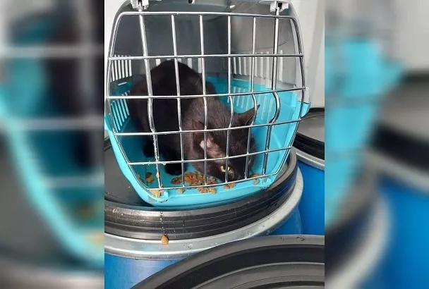 Застрявший в порту Новороссийска «нелегал» Бурак из Турции стал самым обсуждаемым котом в СМИ