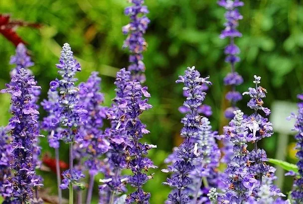 «Святая трава» в саду не помешает: иссоп – это красиво, вкусно и полезно