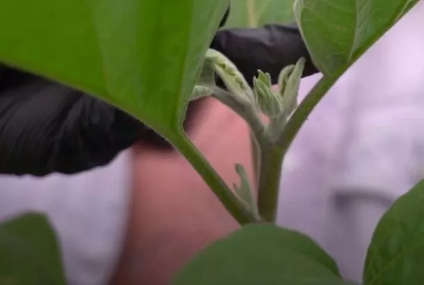 Весенние заморозки? Какую температуру выдержит ваша рассада в грунте и под укрытием 