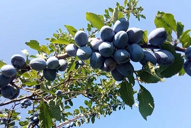 Сливам помогут грибы: вношу микоризы – и сад защищен от суровой зимы