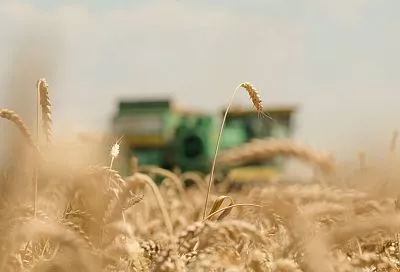 Вениамин Кондратьев: «Аграрии Кубани собрали почти 8,5 миллиона тонн зерна с площади 1,8 миллиона гектаров»