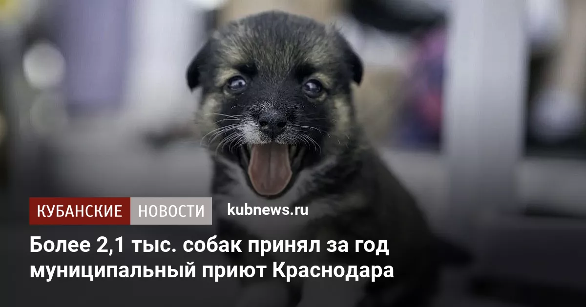Более 2,1 тыс. собак принял за год муниципальный приют Краснодара