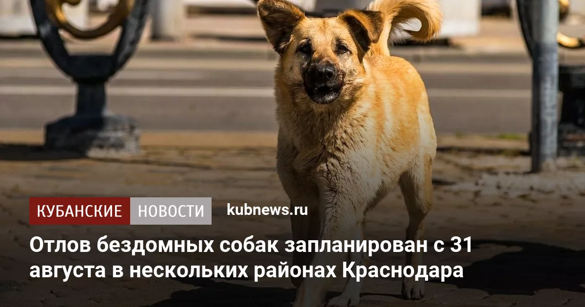 Отлов бездомных собак запланирован с 31 августа в нескольких районах Краснодара
