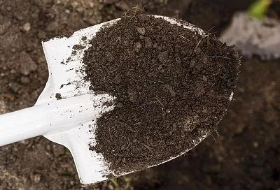 Осенняя обработка почвы от болезней: 4 способа, которые мигом «вылечат» ваш участок