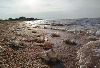 Огромные медузы заполонили курорт в Краснодарском крае