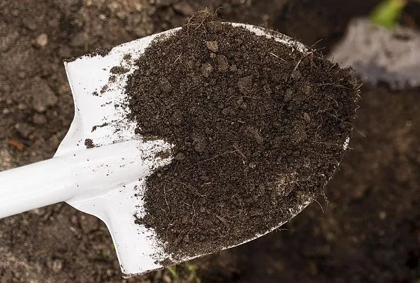 Осенняя обработка почвы от болезней: 4 способа, которые мигом «вылечат» ваш участок