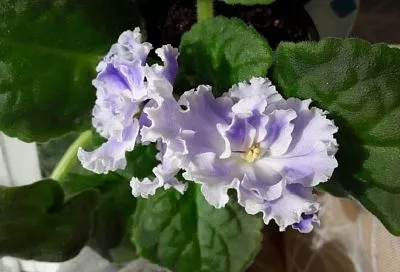 Чтобы цветочку было мягко и сытно: как часто менять землю в горшках комнатных растений