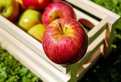 Метод, которому уже сто лет, снова удивил садоводов: плоды остаются сочными до лета