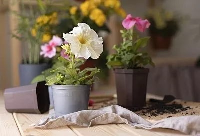 Пересаживаю петунию в горшок на ПМЖ: сделайте это, как советует моя соседка-биолог, и поразитесь обильному цветению