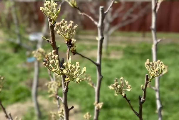 Волчки на груше: почему их нужно удалять весь сезон