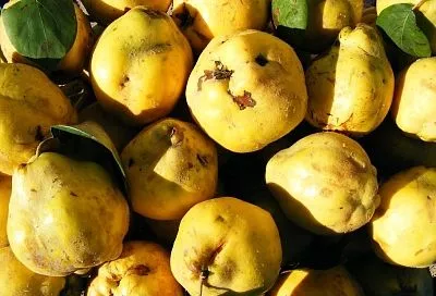 Осторожно, вызывает привыкание с первой ложки: повидло из айвы