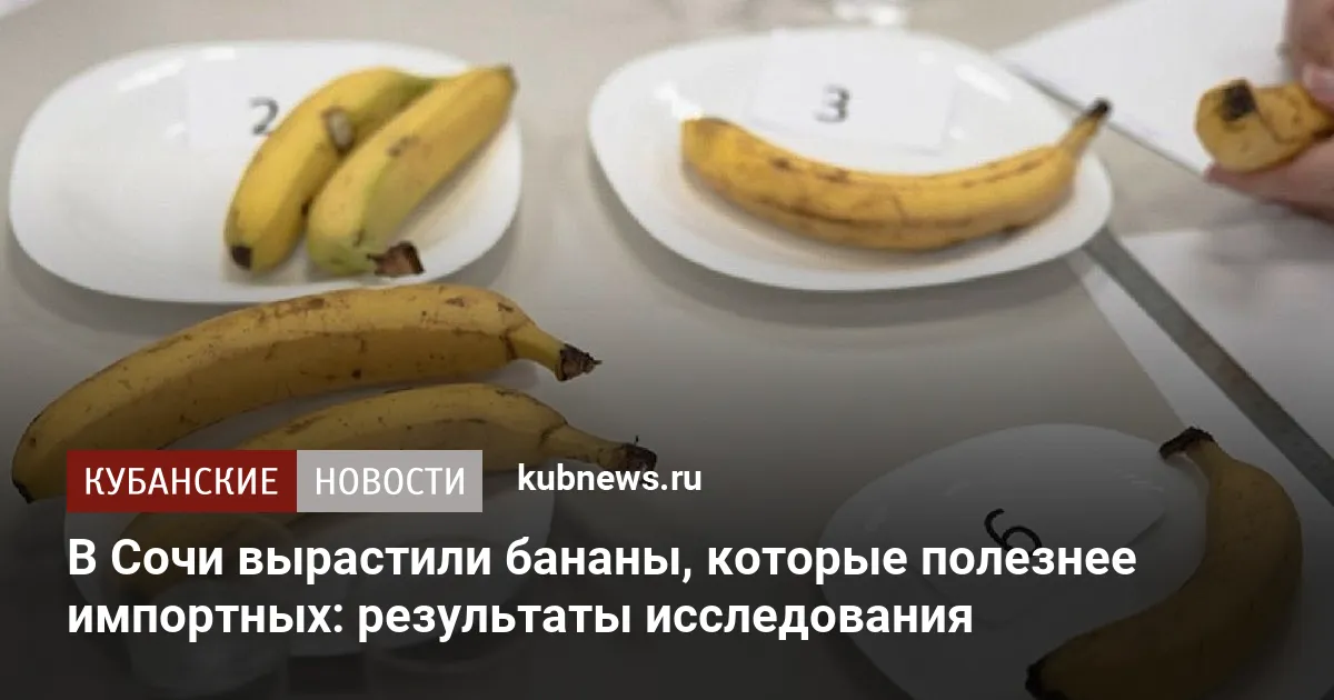 В Сочи вырастили бананы, которые полезнее импортных: результаты исследования