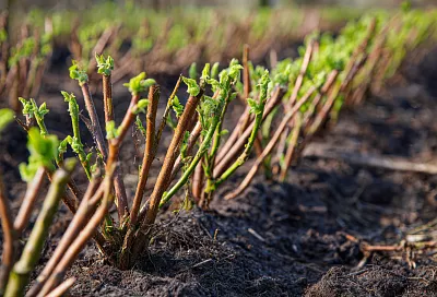Обрезка ремонтантной малины весной: как правильно сделать, если осенью не успели