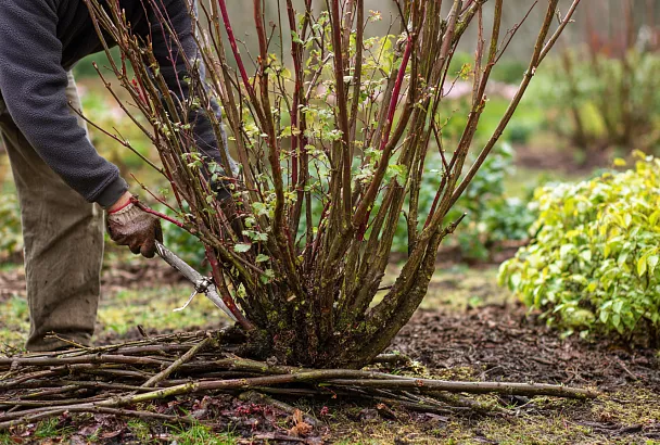 Обрезка смородины без ошибок: 7 ветвей которые спасут урожай на следующий год