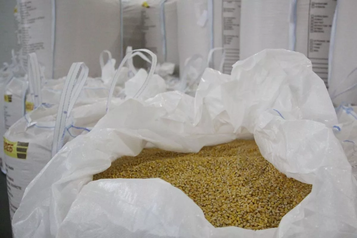 После подработки продукция семеноводческого завода полностью готова к севу. 