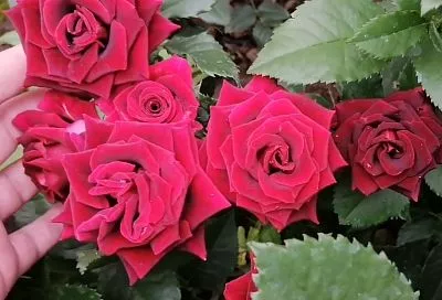 3 сорта роз, которые покоряют сердце: Гран При, Лавли Лидия и Черная магия – волшебные названия и чарующая красота