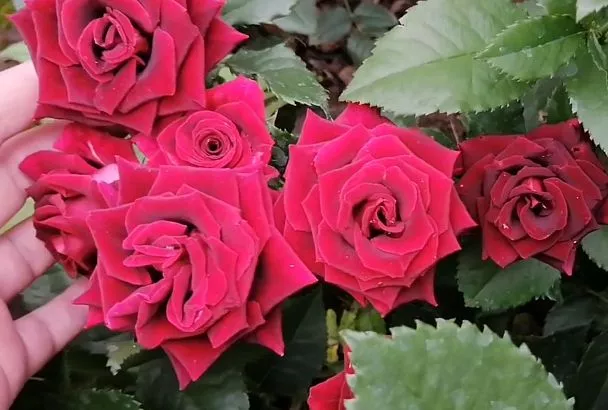 3 сорта роз, которые покоряют сердце: Гран При, Лавли Лидия и Черная магия – волшебные названия и чарующая красота