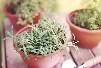 Розмарин на подоконнике: выращиваем ароматную пряность дома круглый год