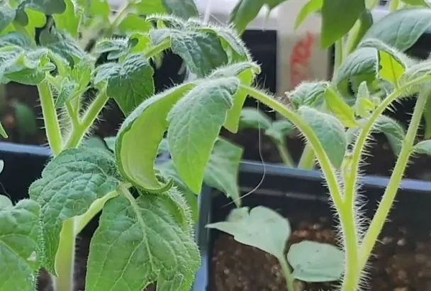 Рассада помидоров фиолетовая? Тревога! Спасите томаты за 3 шага (совет Галины Кизимы)