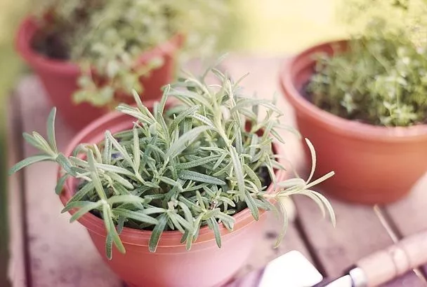 Розмарин на подоконнике: выращиваем ароматную пряность дома круглый год