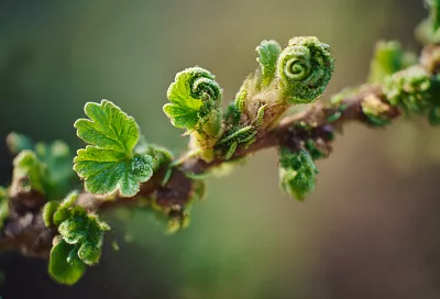Как надёжно избавиться от тли на смородине и малине весной