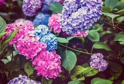 Не торопитесь хвататься за секатор: что надо делать осенью с кустами гортензии, чтобы она порадовала вас весной пышным цветением