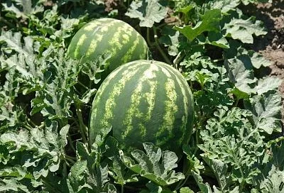 Чтобы рос арбуз, замечательный на вкус: как летом поливать дыни и арбузы