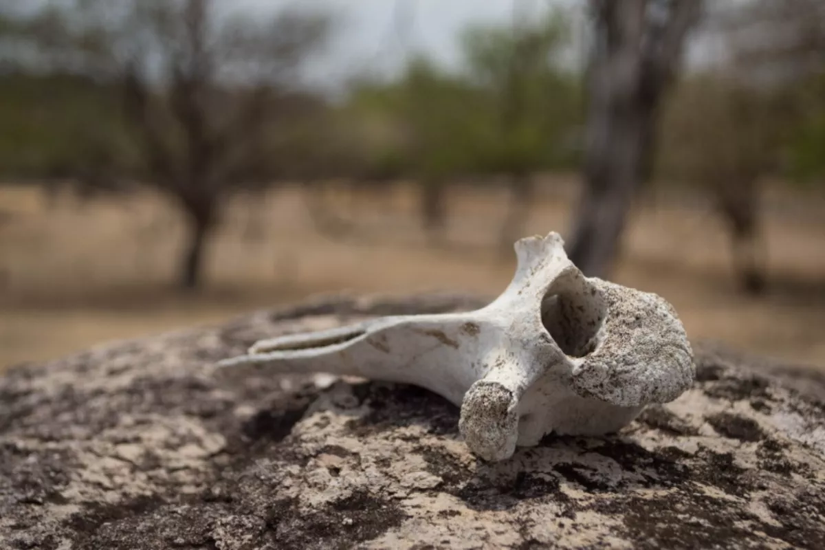 В Крыму нашли редкие окаменелости: от зубов плезиозавра до древних папоротников