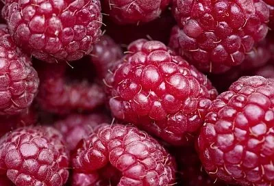 Малина до осени — на зависть соседям: 3 лайфхака для урожая ведрами без «химии»