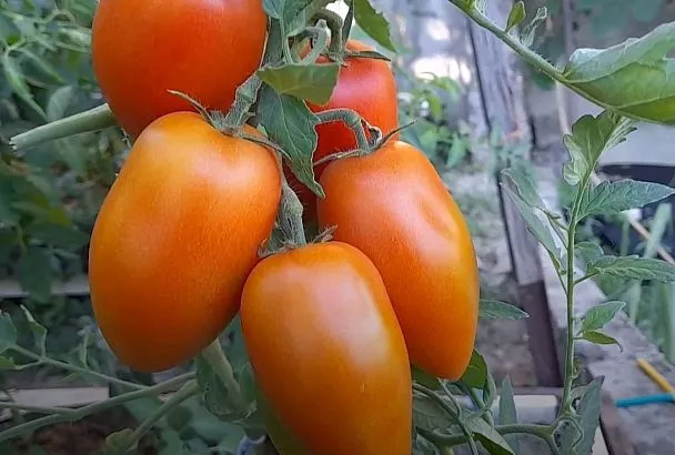 5 проверенных способов (на поливе), как повысить сахаристость помидоров в домашних условиях