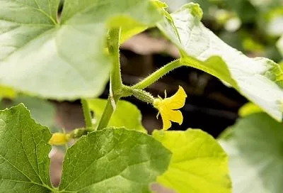 Агроном Ломонос: «Одна подкормка в августе — и огурцы оживают, начинают плодоносить с удвоенной силой!»