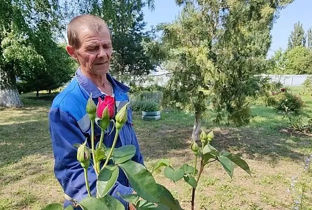 Мой знакомый садовник раскрыл мне рецепт с луковой шелухой от тли на розах — делюсь секретом