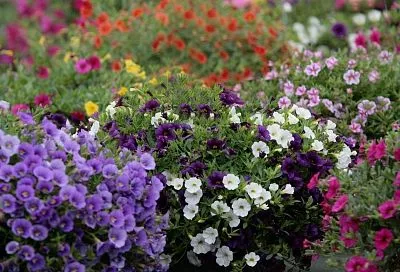 Сею прямо в грунт и не ухаживаю – клумбы сногсшибательные весь сезон, а соседи вымаливают названия