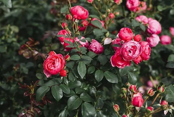 Избавьтесь от пятнистости на розах без «химии»: 3-4 обработки — и листья зеленые