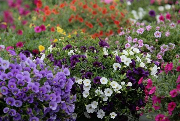 Сею прямо в грунт и не ухаживаю – клумбы сногсшибательные весь сезон, а соседи вымаливают названия