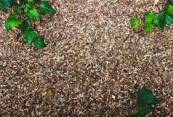 Мульчирование в холодном климате: как защитить растения и повысить урожайность