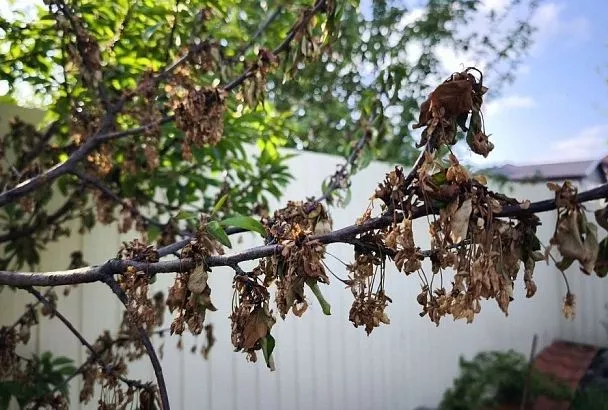 Врага надо знать в «лицо»: топ-6 самых опасных болезней сада и огорода