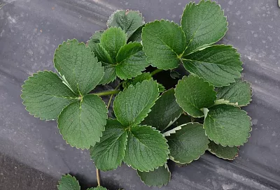 Укрываем клубнику на зиму: 3 проверенных способа защитить растения от морозов