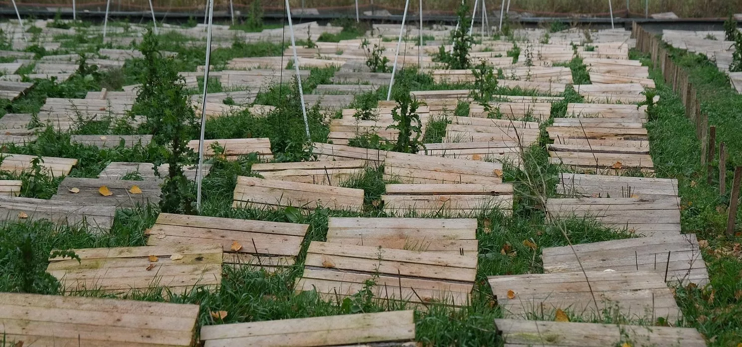 Домики для улиток