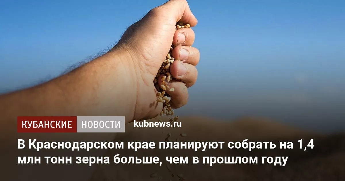 В Краснодарском крае планируют собрать на 1,4 млн тонн зерна больше, чем в прошлом году
