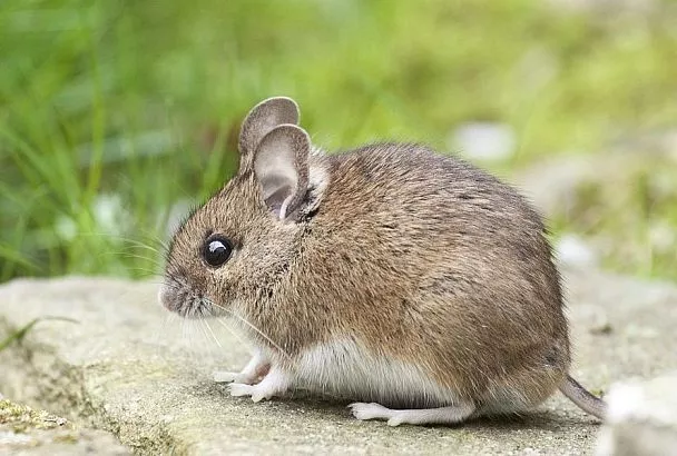 Этих растений мыши боятся, как огня: сосед рассказал, как избавиться от грызунов с помощью трав, и они реально пропали