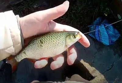 Красноперка весной: где искать и как ловить? Снасти, приманки, тактика