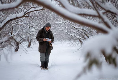 Работы в саду в феврале защищаем деревья от ожогов: утаптываем снег и обновляем побелку пока не поздно