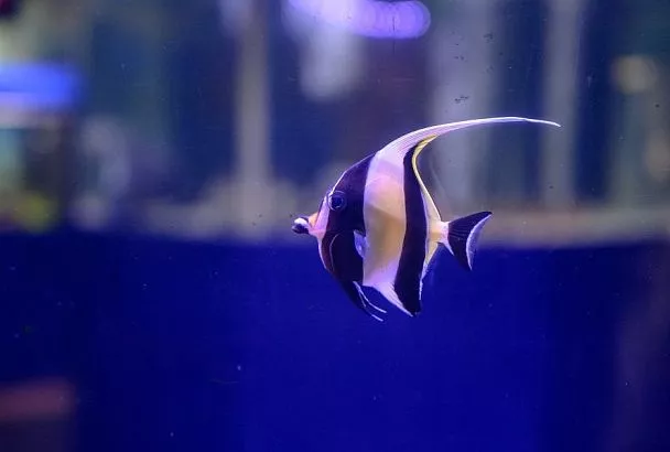 Неожиданный лайфхак для цветоводов: почему стоит поливать комнатные растения водой из аквариума