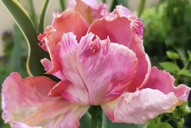 «Попугай» на вашей клумбе: эффектные сорта тюльпанов, которые сделают цветник уникальным