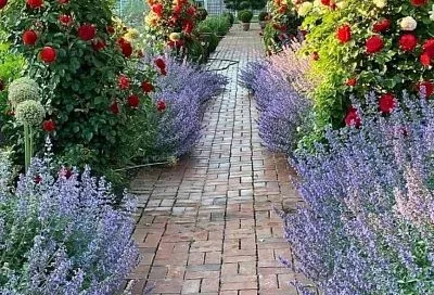 Топ-3 многолетника для идеального цветника (бордюра): неприхотливые, яркие – всё лето в цвету!